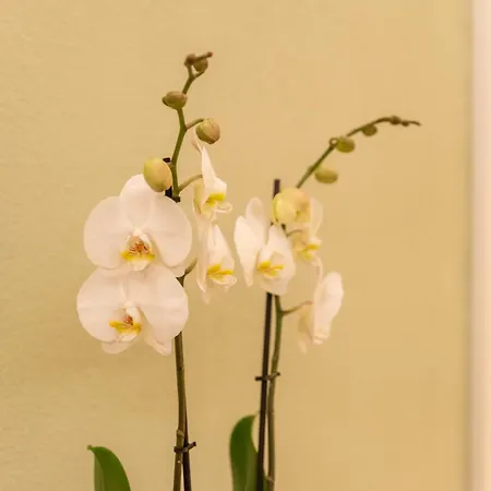 Wallhof- Location Apartmanhotel *